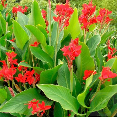 Канна Red (коріння бульби) Канна Red (коріння бульби) (коріння бульби) 1 шт.